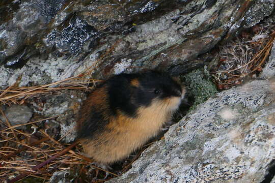 Image of True lemming