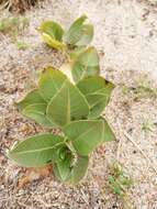 Image of Asclepias aequicornu Fourn.