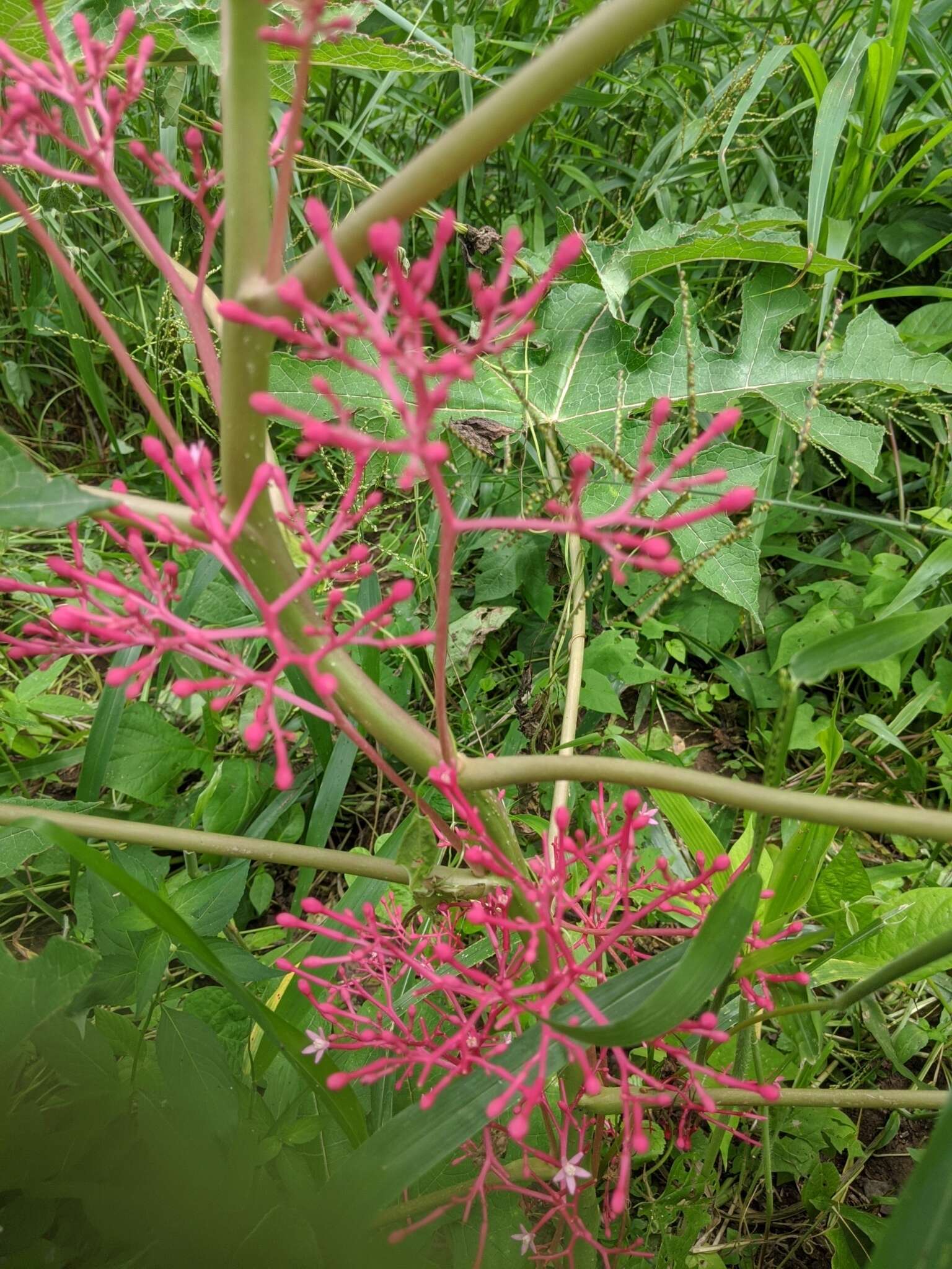 Image of Vasconcellea parviflora A. DC.