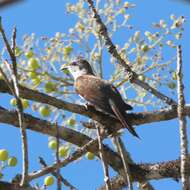 Image of Banded Bay Cuckoo