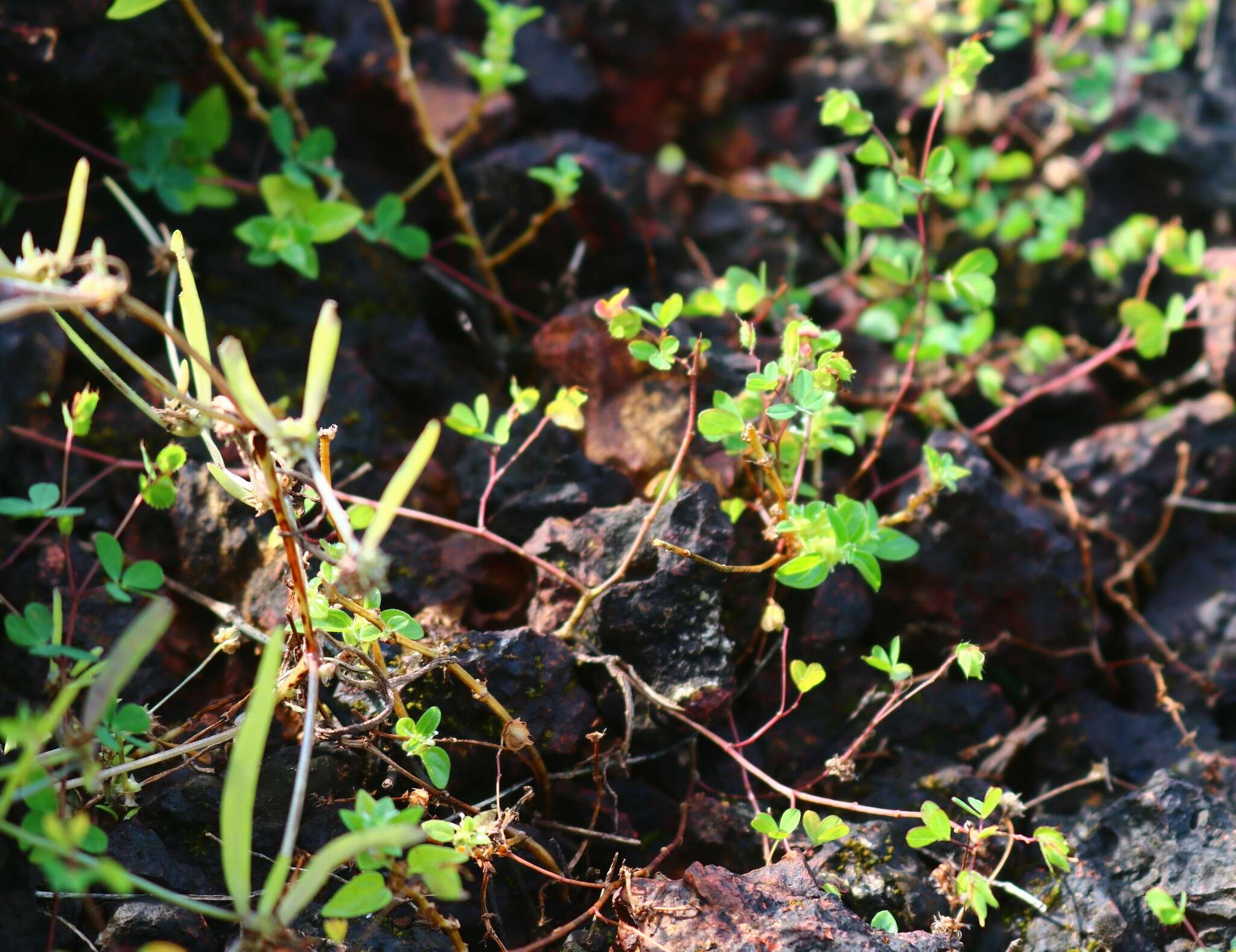 Image of Geissaspis cristata var. tenella