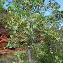 Image of Grevillea agrifolia A. Cunn. ex R. Br.