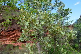 Image of Grevillea agrifolia A. Cunn. ex R. Br.