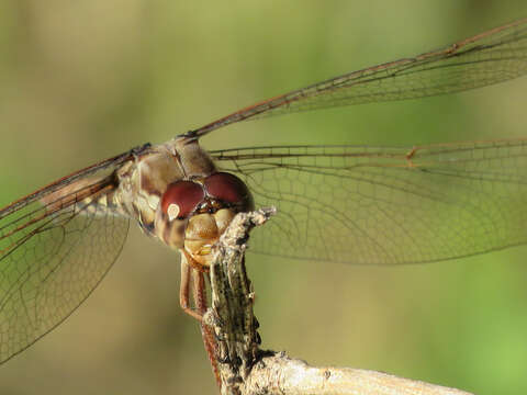 Image of Orthemis nodiplaga Karsch 1891