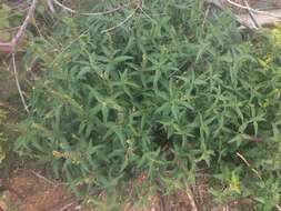 Image of Bonpland's croton