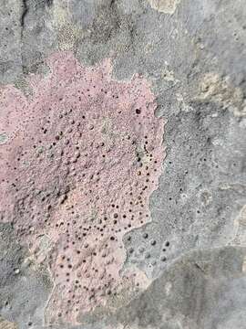 Image of wart lichen