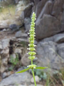 Image of white giant hyssop