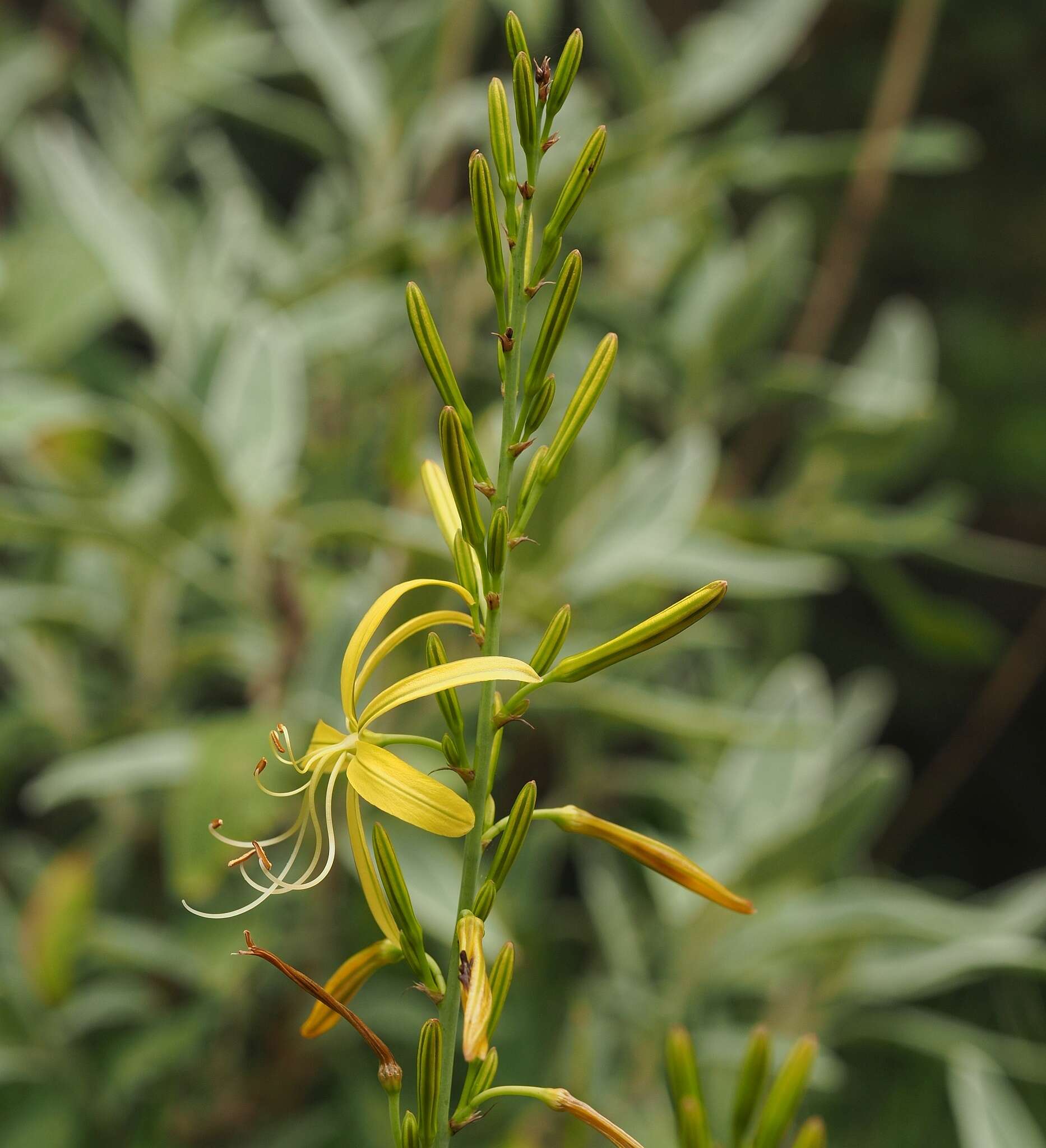 Image of Asphodeline liburnica (Scop.) Rchb.