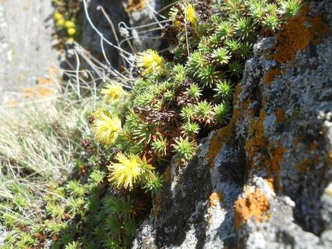 Sivun Saxifraga juniperifolia Adams kuva