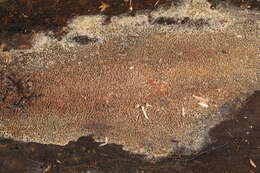 Image of Mycoacia fuscoatra (Fr.) Donk 1931