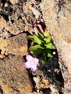 Image of Epilobium willisii Raven & Engelhorn