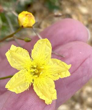 Image of Ornduffia parnassifolia (Labill.) Tippery & Les