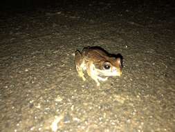 Image of Gastrotheca cuencana Carvajal-Endara, Coloma, Morales-Mite, Guayasamin, Székely & Duellman 2019