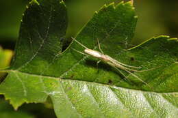 Image de Tetragnatha extensa (Linnaeus 1758)