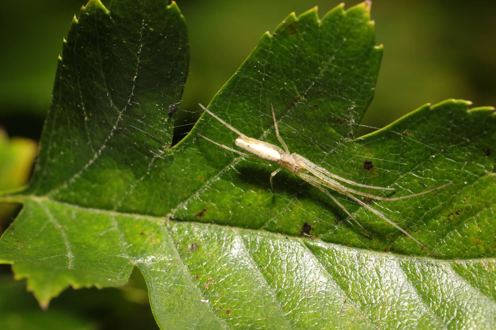 Image de Tetragnatha extensa (Linnaeus 1758)