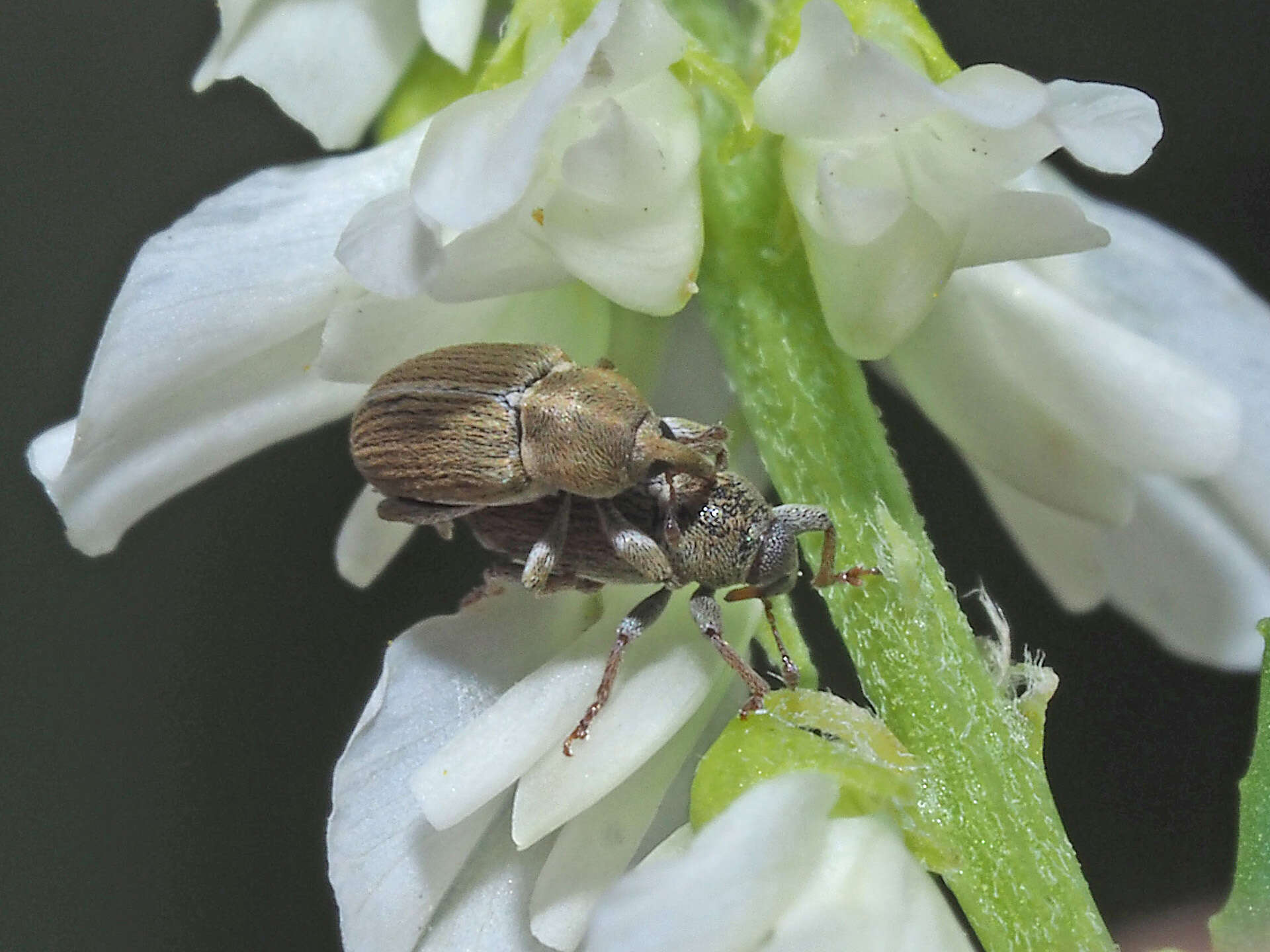 Image of Tychius meliloti Stephens 1829