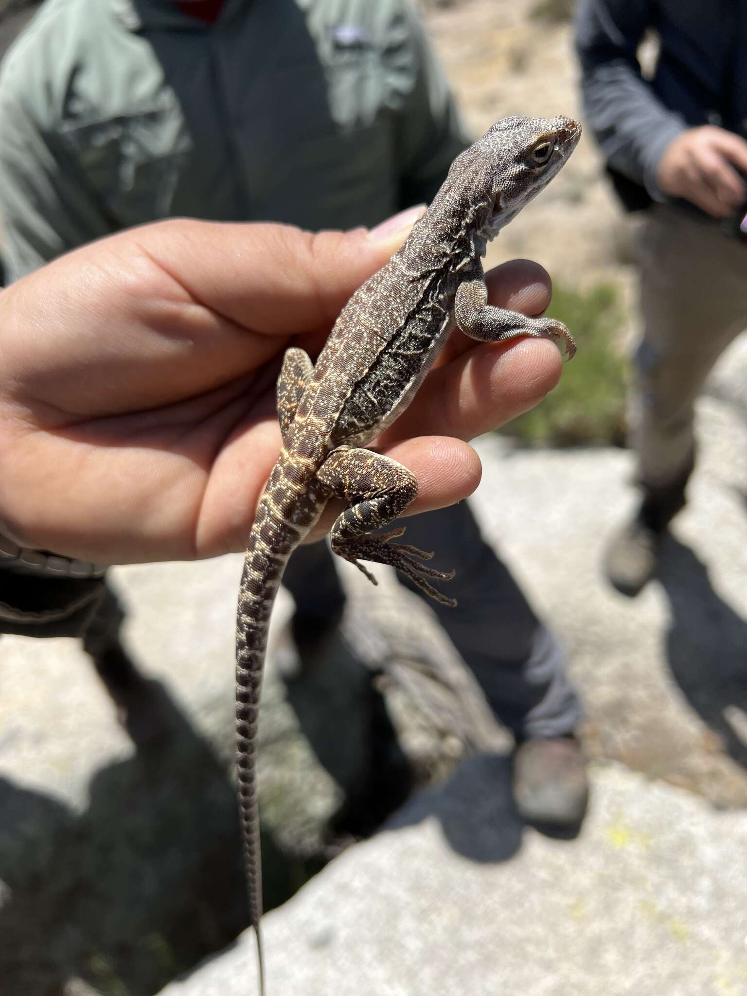 Image of Cope's leopard lizard