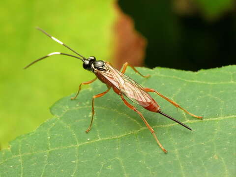 Mesostenus thoracicus Cresson 1864的图像
