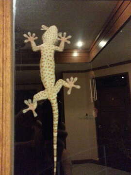 Image of Tokay Gecko