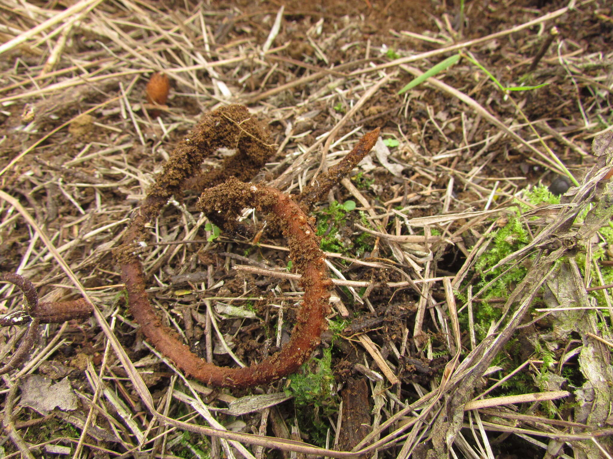 Image de Prosopanche demogorgoni