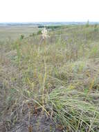 Image of Allium podolicum Blocki ex Racib. & Szafer