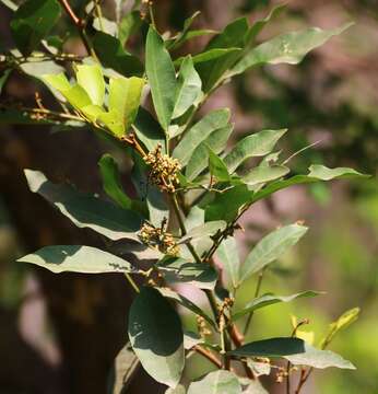 Image of Glycosmis pentaphylla (Retz.) Correa