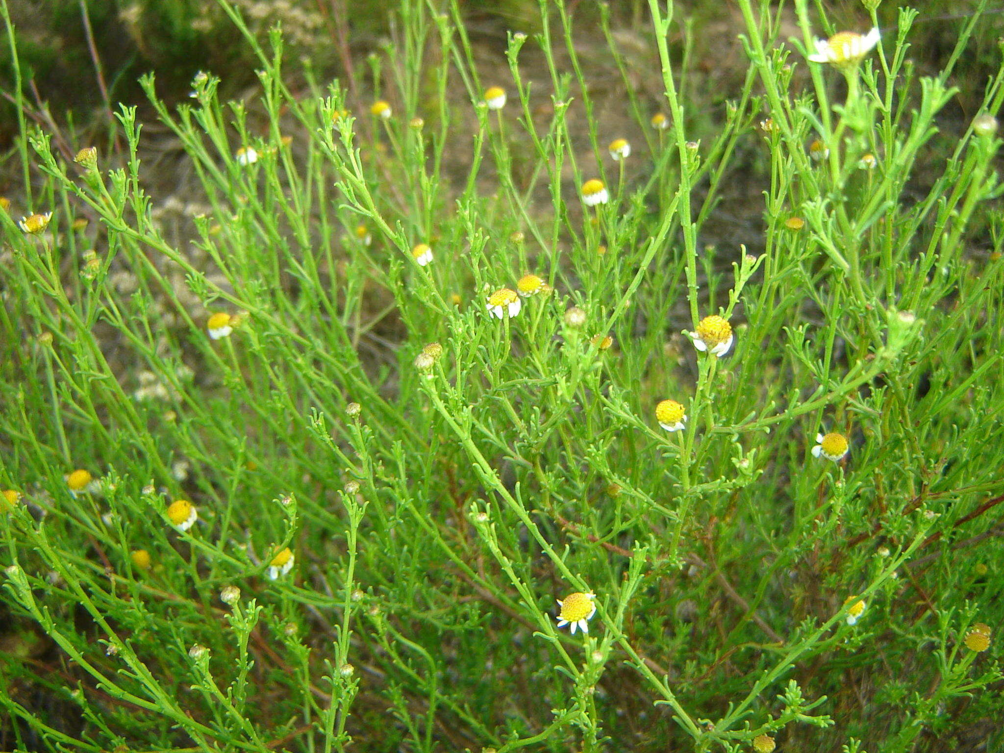 Image of Cymbopappus adenosolen (Harv.) B. Nord.