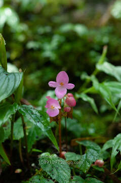 Image of Begonia fimbristipula Hance