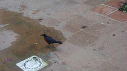 Image of Greater Antillean Grackle