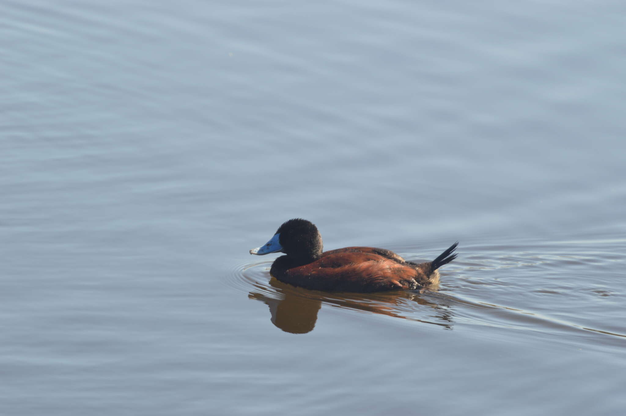 Слика од Oxyura australis Gould 1837