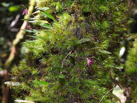 Imagem de Madisonia spiculifera (Lindl.) Toscano & E. C. Smidt