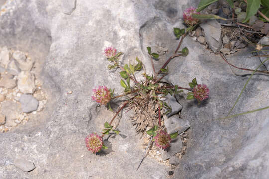 Image of sharp-tooth clover