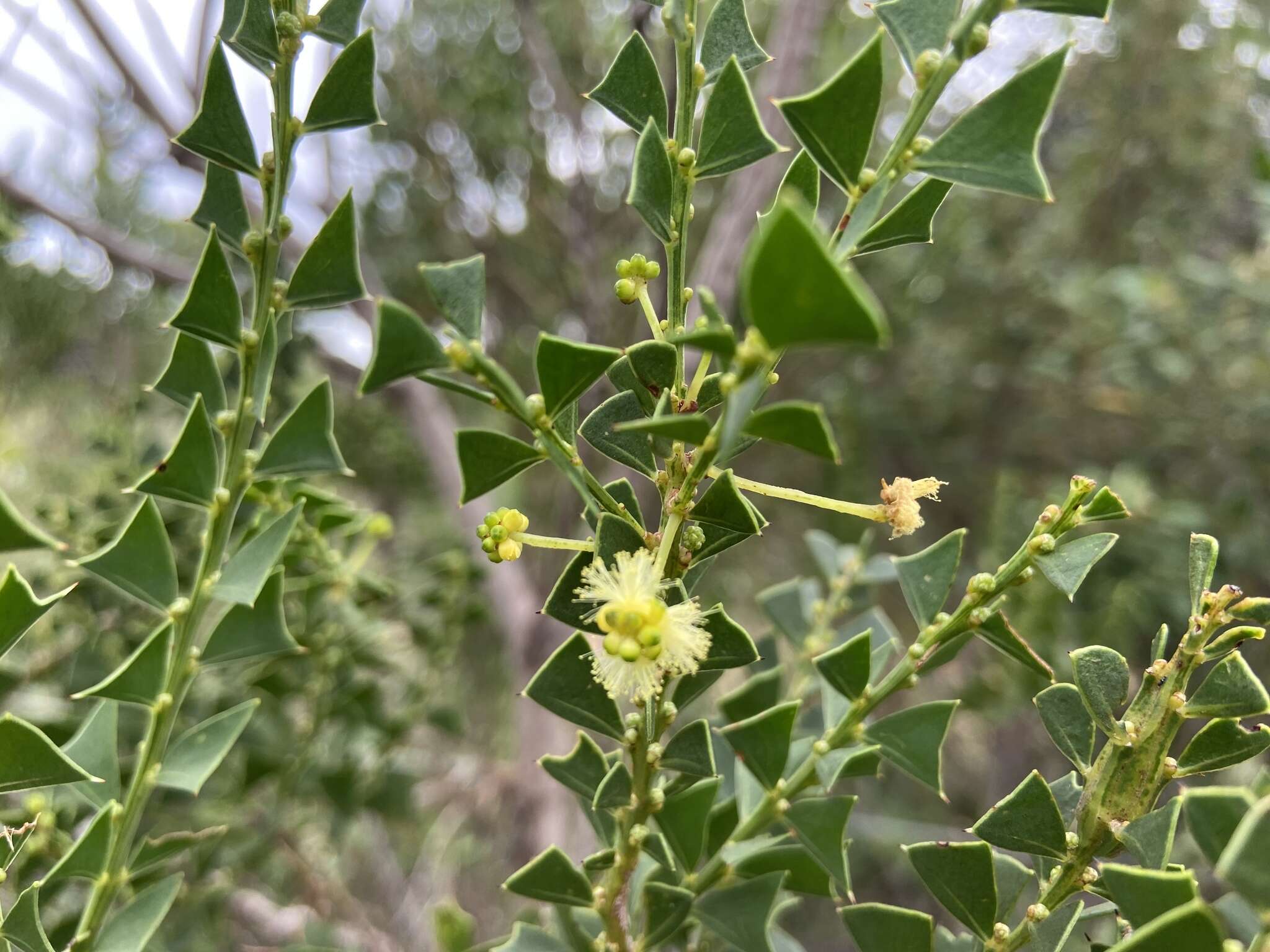 Acacia littorea Maslin的圖片