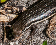 Image of Trachylepis homalocephala (Wiegmann 1828)