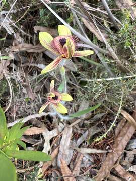 Image of Dancing spider orchid