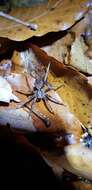 صورة Dolomedes nigrimaculatus Song & Chen 1991