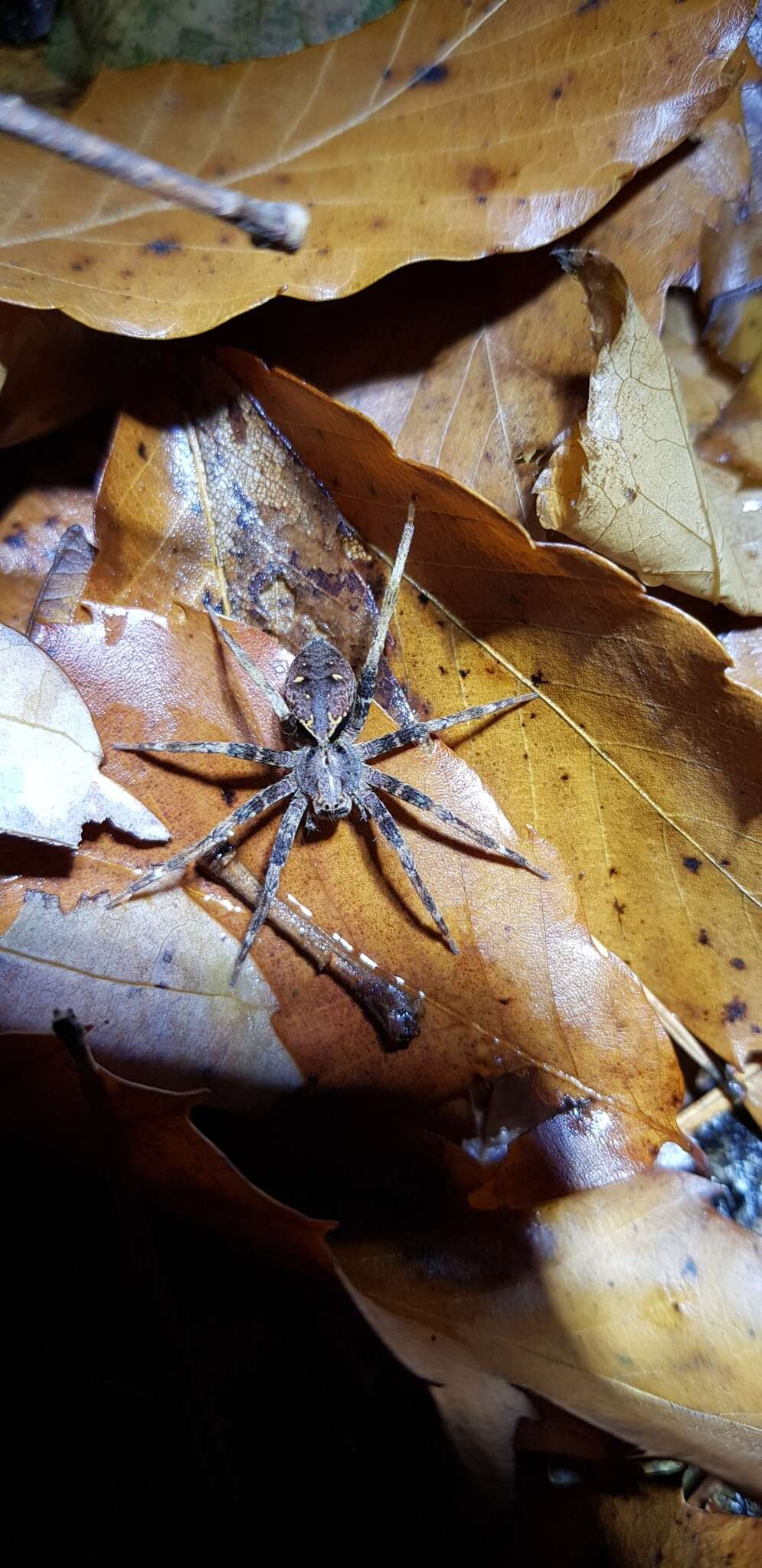 صورة Dolomedes nigrimaculatus Song & Chen 1991