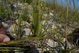 Image of Acrolophia capensis (P. J. Bergius) Fourc.