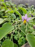 Image of Solanum pubescens Willd.