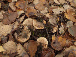 Image of Tricholoma populinum J. E. Lange 1933