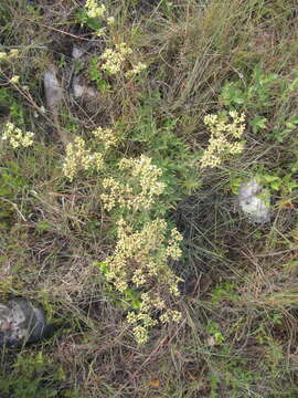 Image de Galianthe centranthoides (Cham. & Schltdl.) E. L. Cabral