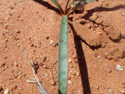 Image of Ledebouria apertiflora (Baker) Jessop