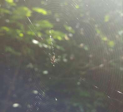 Image of White Micrathena