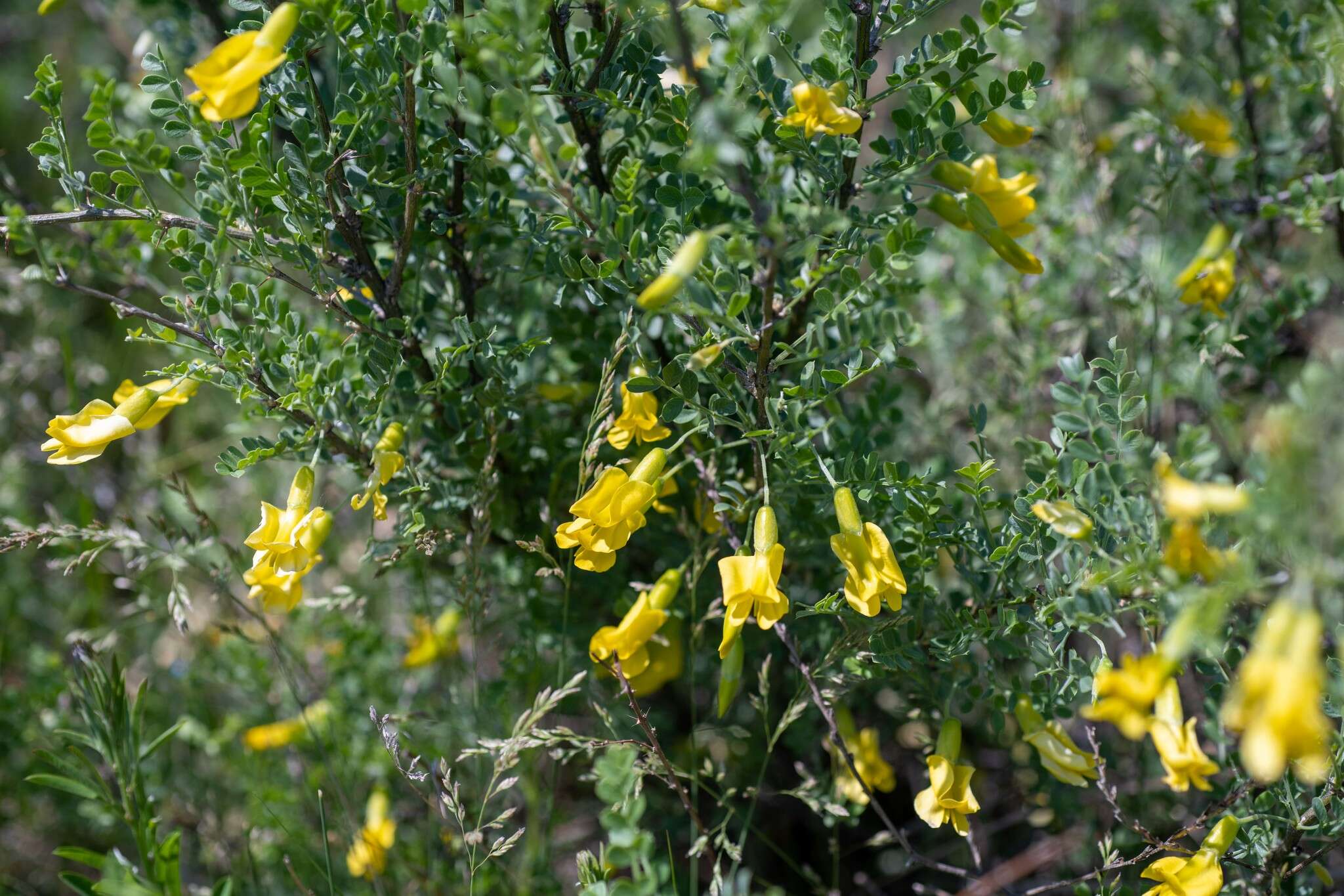 Image of Caragana buriatica Peschkova