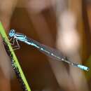 Sivun Austroagrion cyane (Selys 1876) kuva