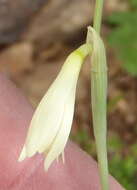 صورة Hesperantha acuta (Licht. ex Roem. & Schult.) Ker Gawl.