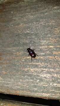 Image of Night-flying Dung Beetle