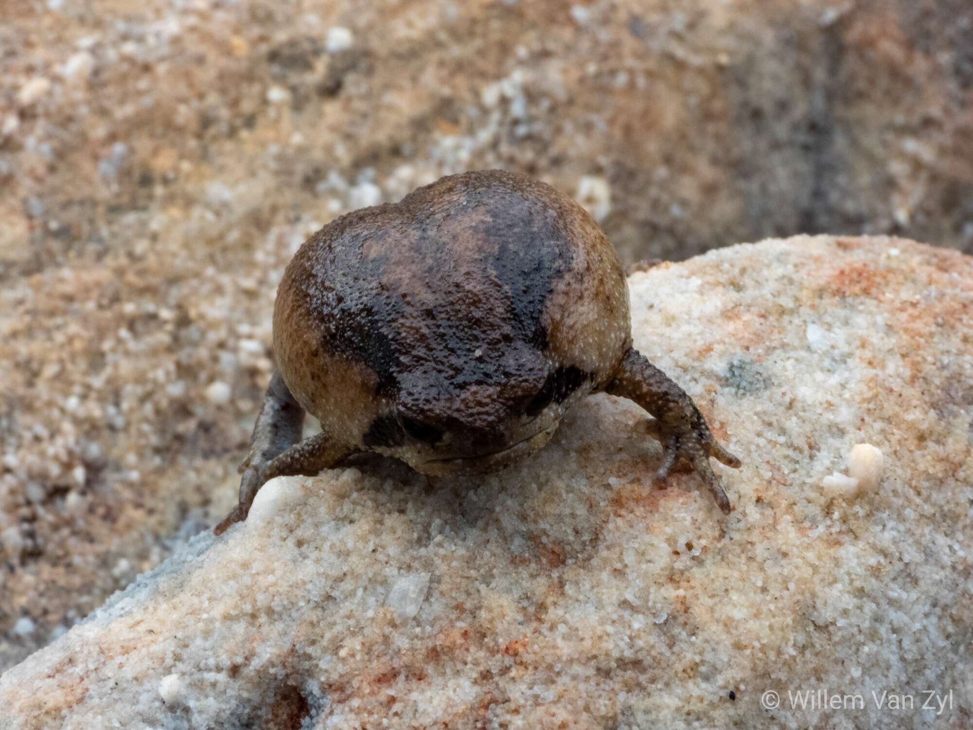 Image of Mountain Rain Frog