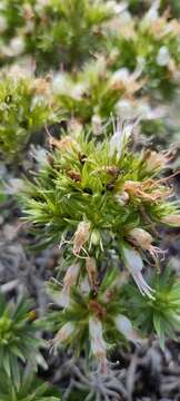 Plancia ëd Echium aculeatum Poir.