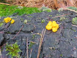 Image of Orange jelly spot